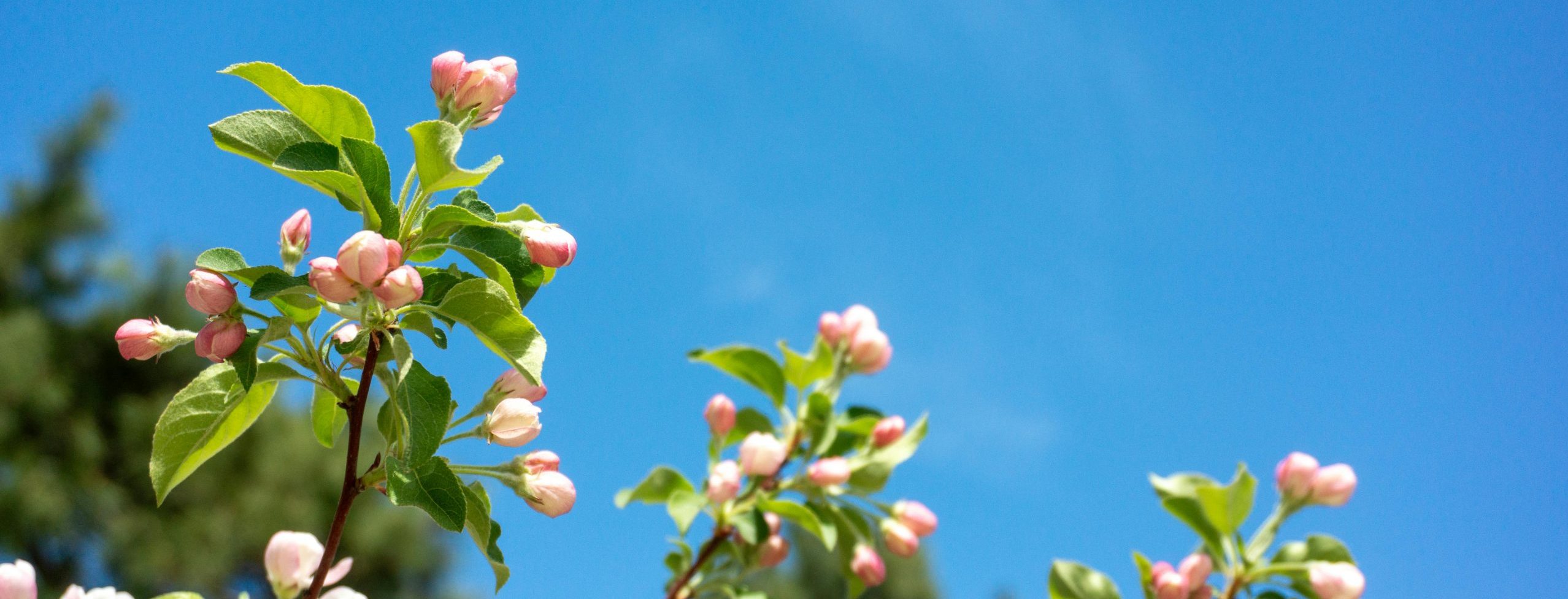 Spring apple blossoms with a blue sky.