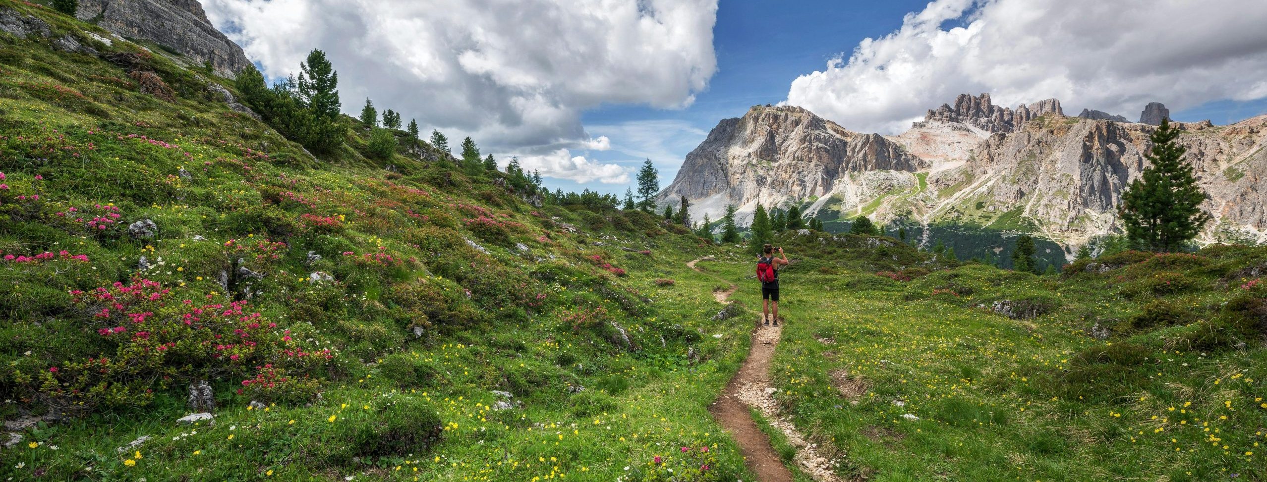 Hiking trail in the upper alpine mountains, moving through spring flowers.