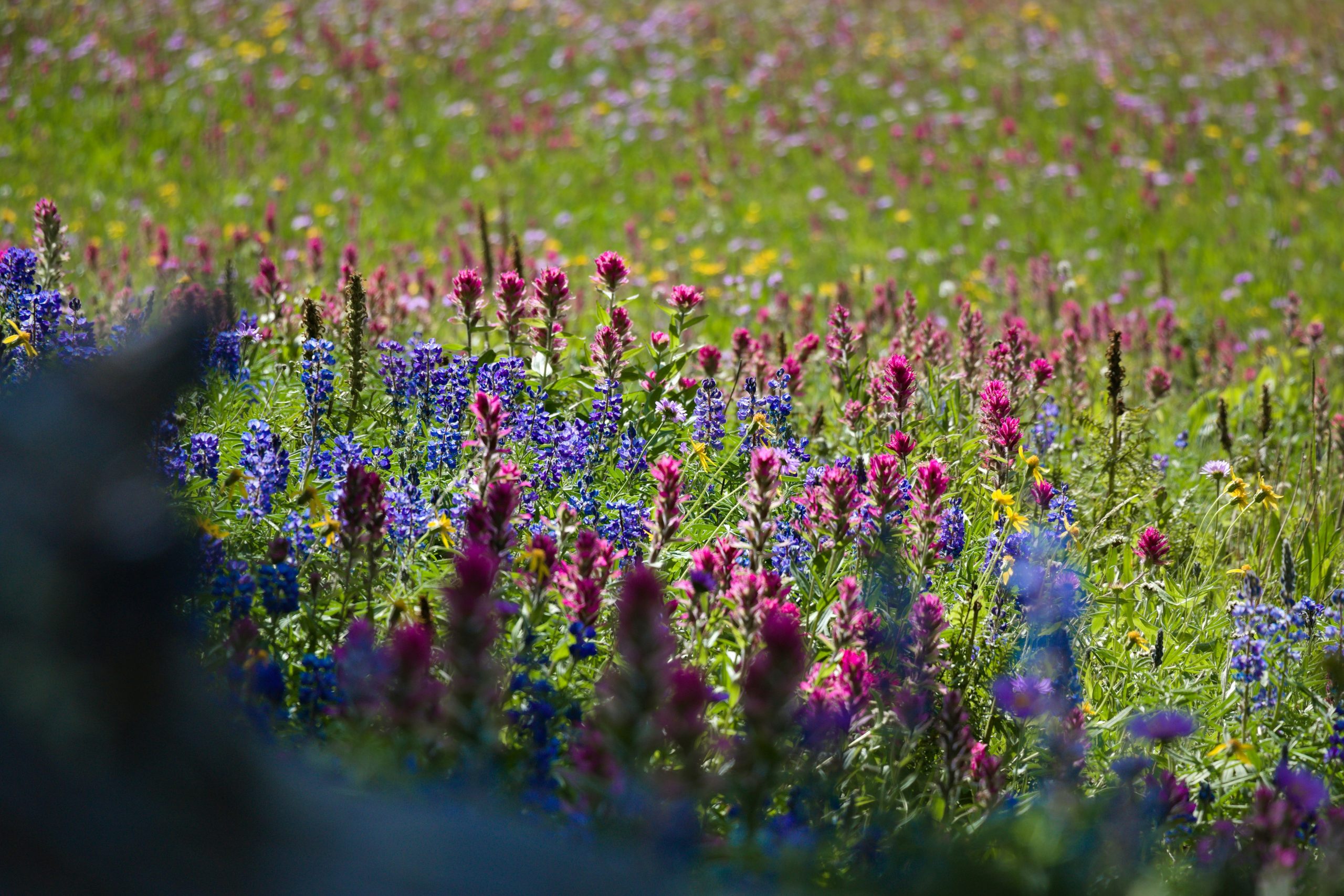 Summer wildflowers in Montana's landscape.
