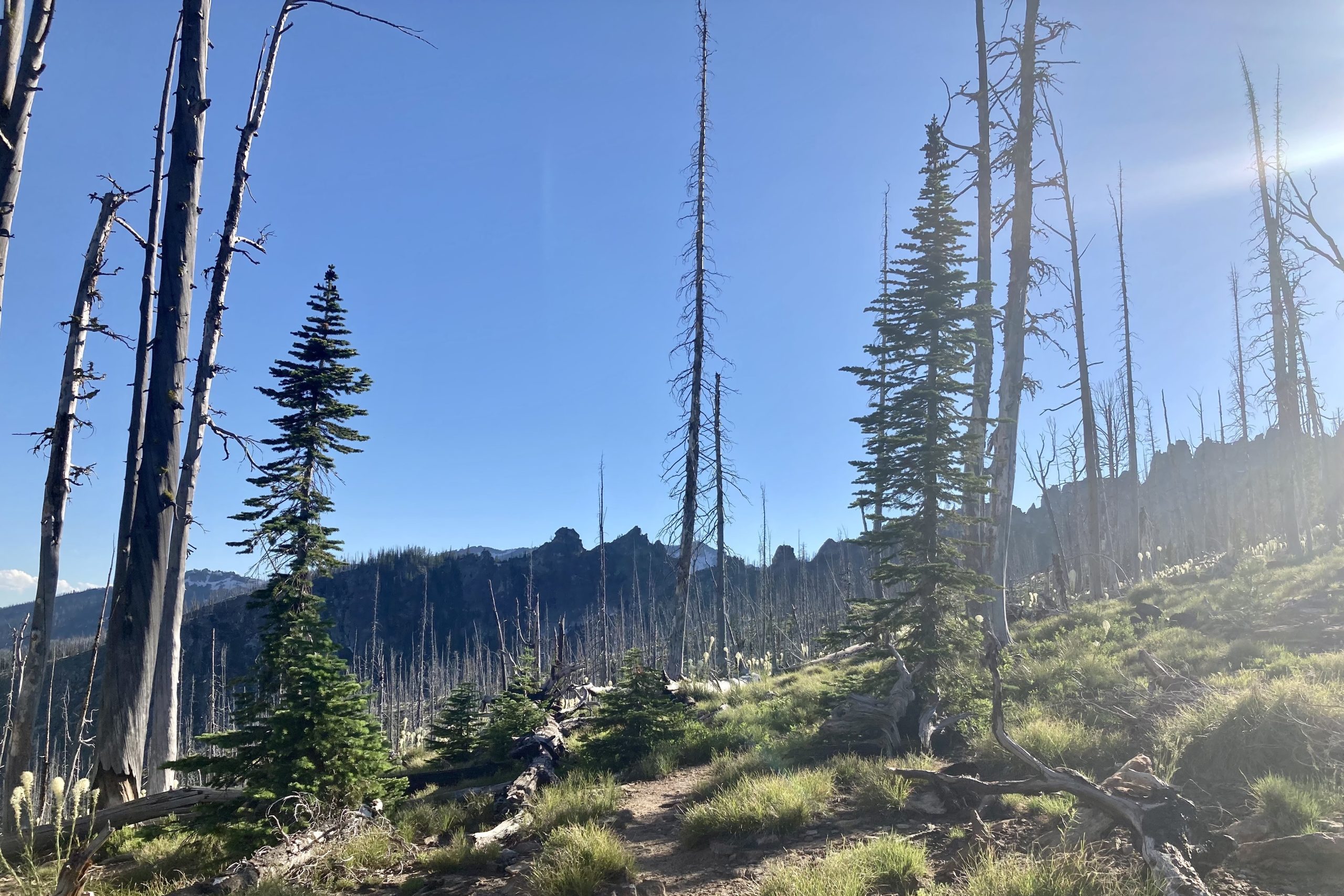 Hiking trail in the Bitterroot mountains. 