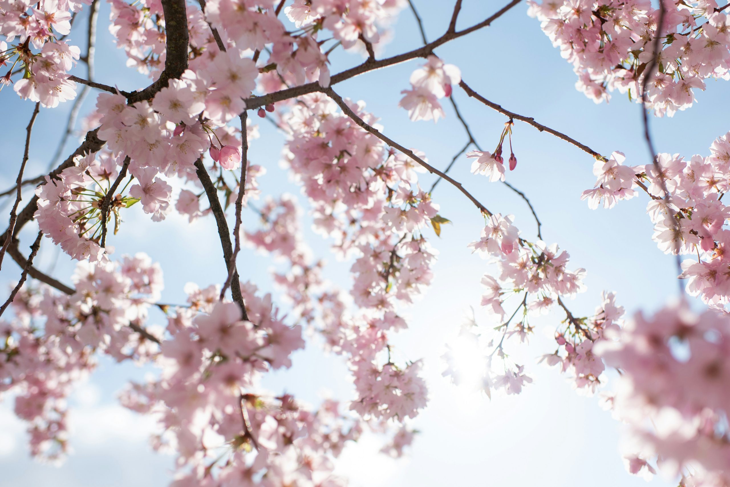 Cherry blossoms in the sunlight and a blue sky above