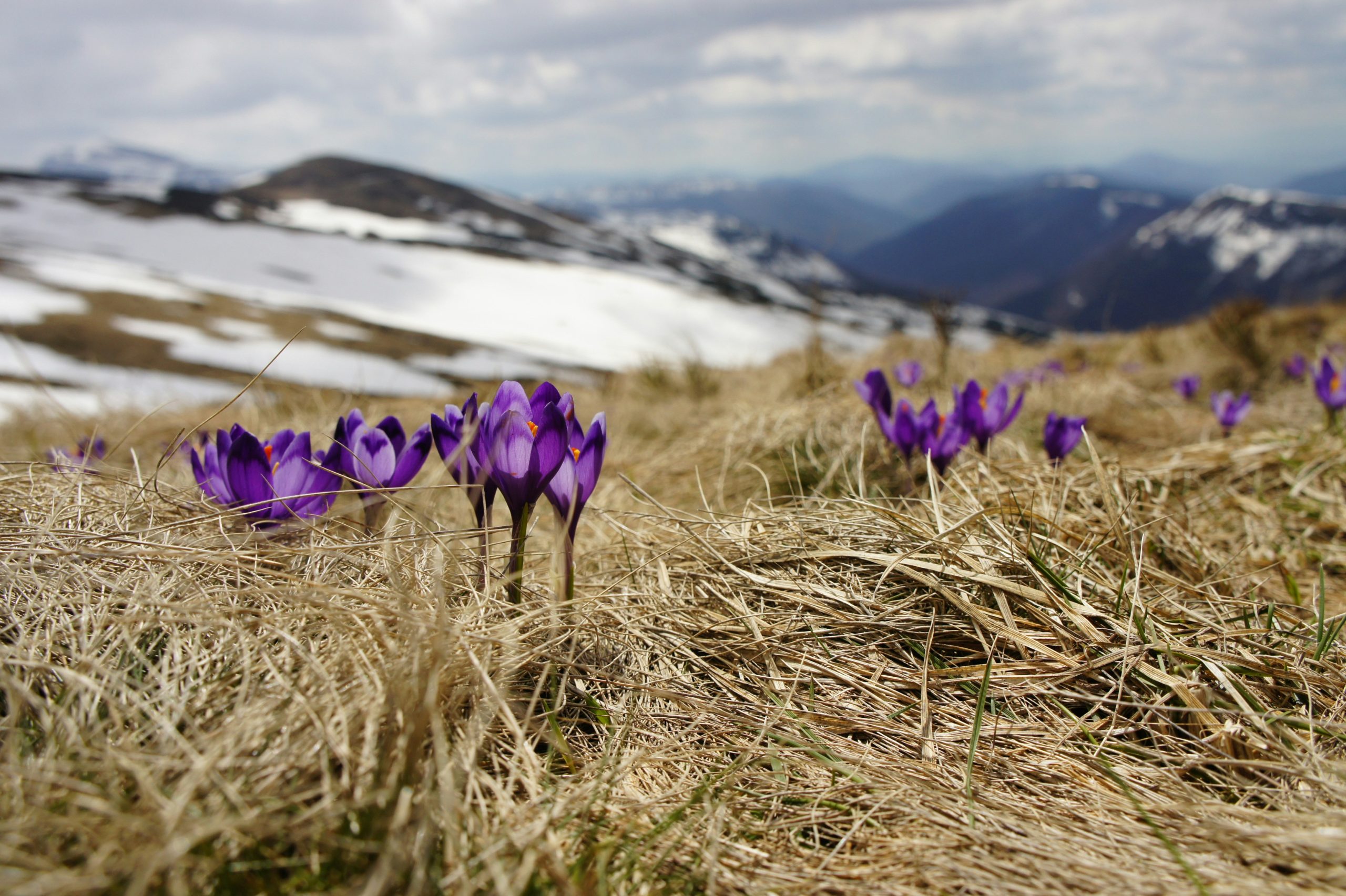 Flowers starting to bloom on a chilly mountain top with some snow in the distance. 
