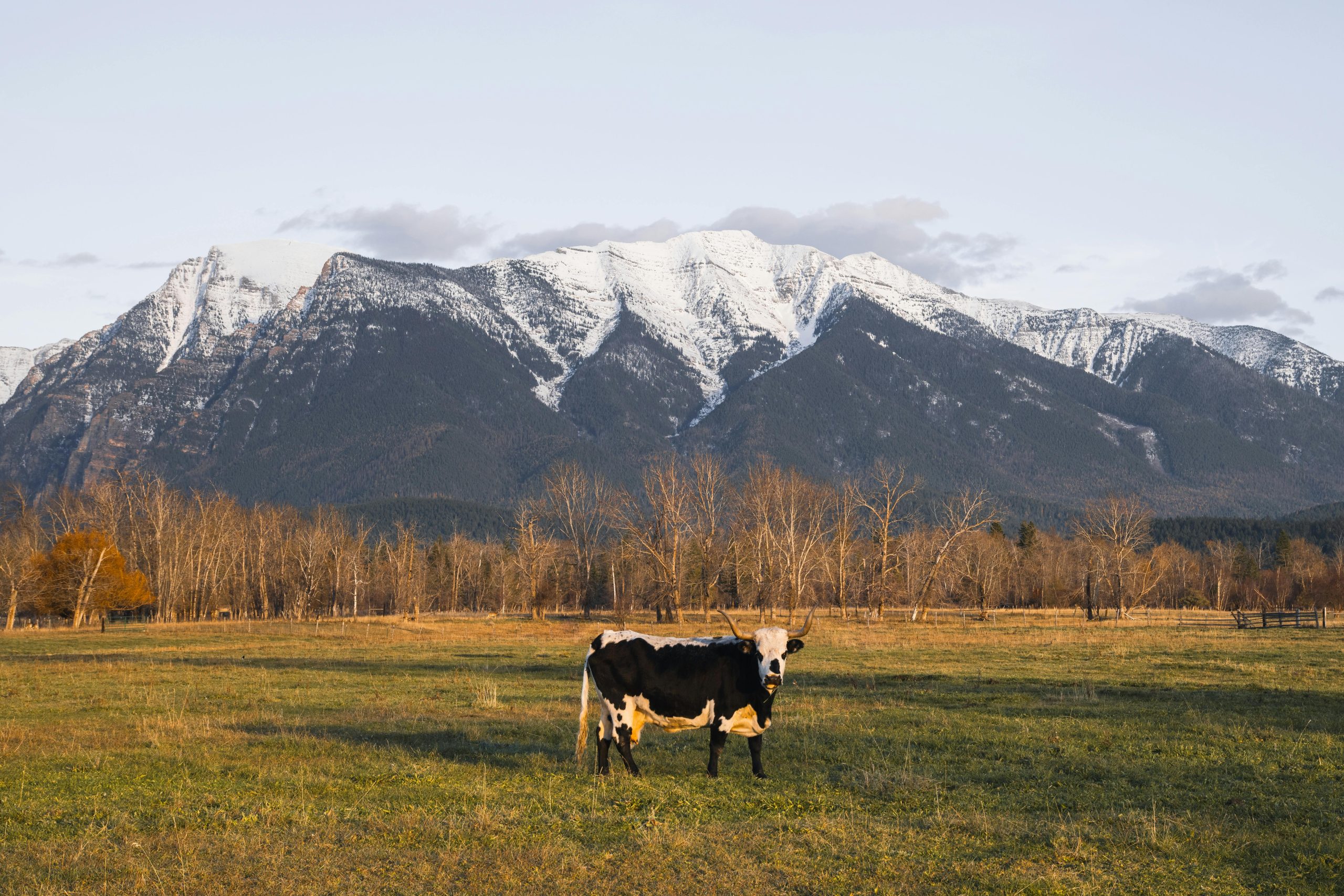 A cow staring at the camera in the middle of a field, with snow-capped mountains in the distance.