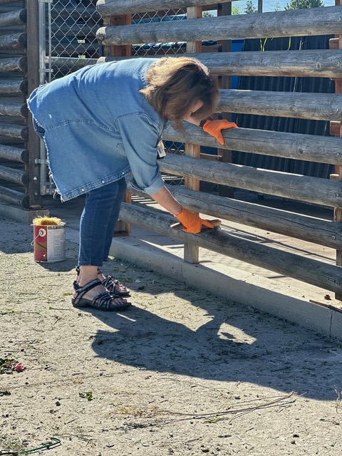 A volunteer with orange gloves on works a brush across a fence post.